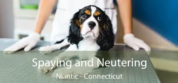 Spaying and Neutering Niantic - Connecticut