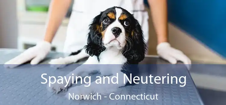 Spaying and Neutering Norwich - Connecticut