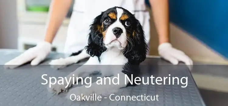 Spaying and Neutering Oakville - Connecticut