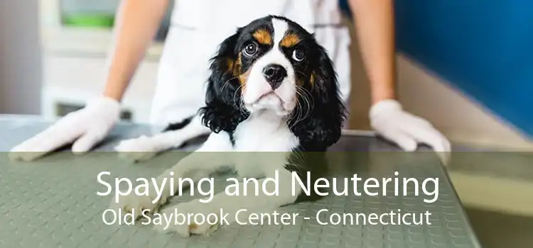 Spaying and Neutering Old Saybrook Center - Connecticut