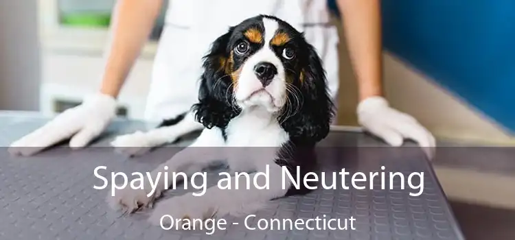 Spaying and Neutering Orange - Connecticut