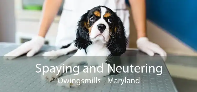 Spaying and Neutering Owingsmills - Maryland