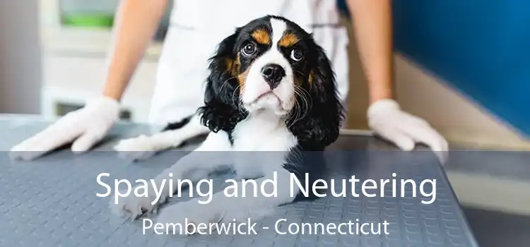 Spaying and Neutering Pemberwick - Connecticut