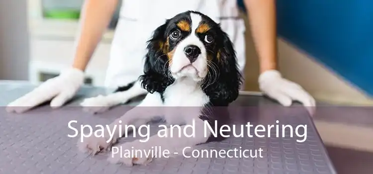 Spaying and Neutering Plainville - Connecticut