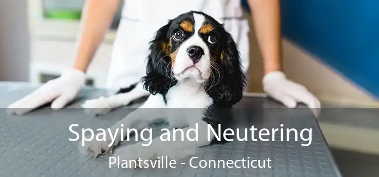 Spaying and Neutering Plantsville - Connecticut