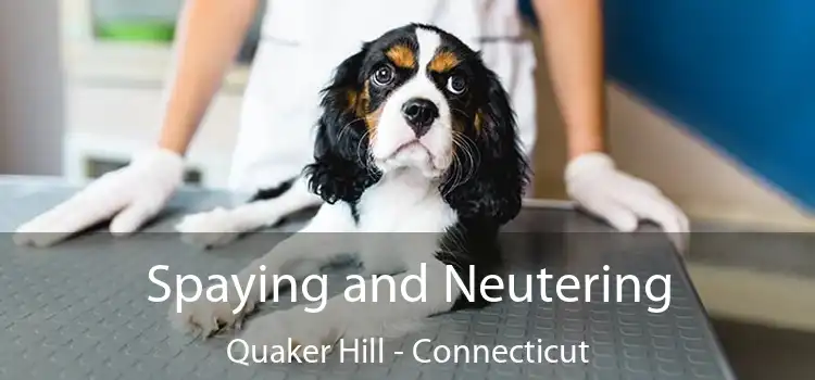 Spaying and Neutering Quaker Hill - Connecticut