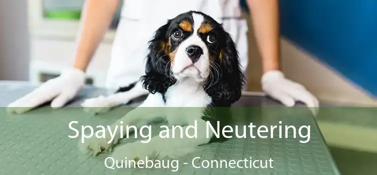 Spaying and Neutering Quinebaug - Connecticut