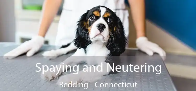 Spaying and Neutering Redding - Connecticut