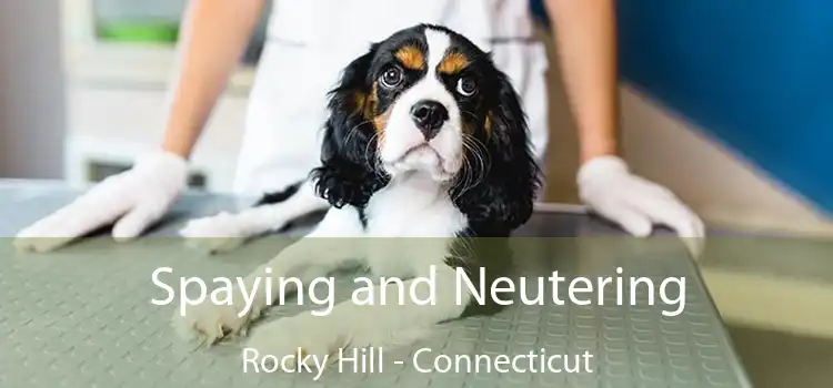 Spaying and Neutering Rocky Hill - Connecticut