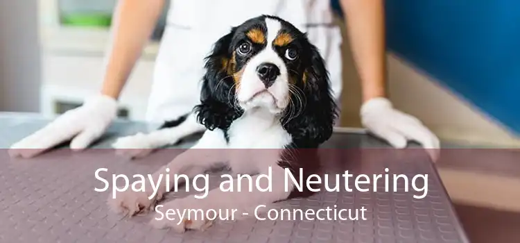 Spaying and Neutering Seymour - Connecticut