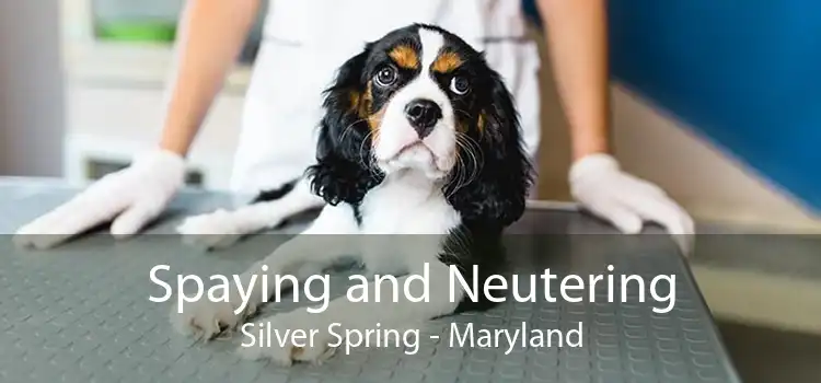 Spaying and Neutering Silver Spring - Maryland