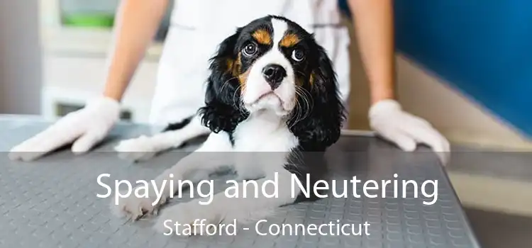 Spaying and Neutering Stafford - Connecticut