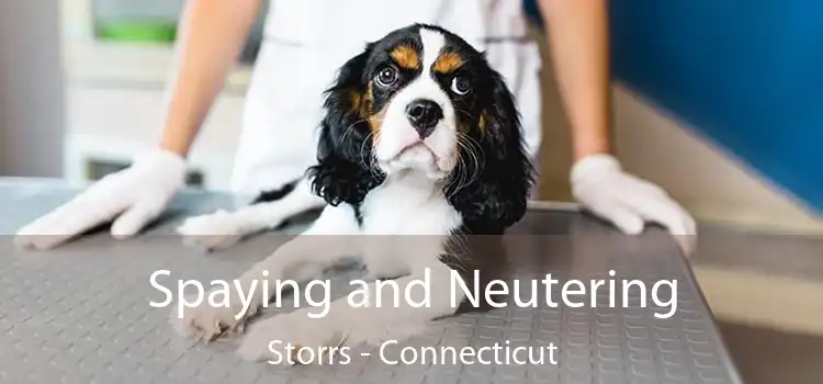 Spaying and Neutering Storrs - Connecticut