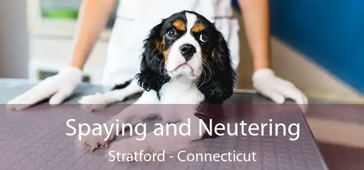 Spaying and Neutering Stratford - Connecticut