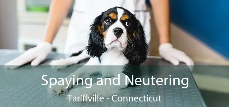 Spaying and Neutering Tariffville - Connecticut