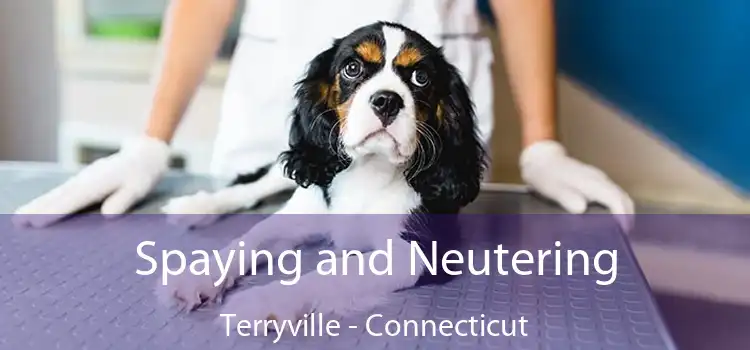 Spaying and Neutering Terryville - Connecticut