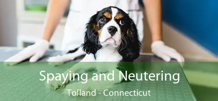 Spaying and Neutering Tolland - Connecticut