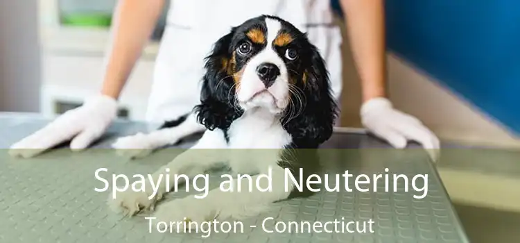 Spaying and Neutering Torrington - Connecticut