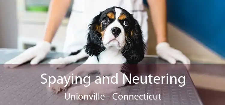 Spaying and Neutering Unionville - Connecticut