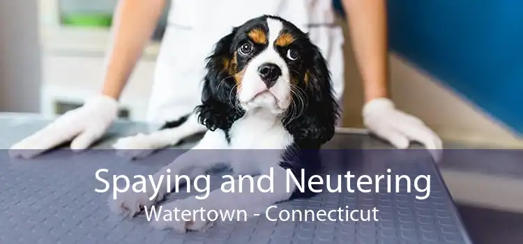 Spaying and Neutering Watertown - Connecticut