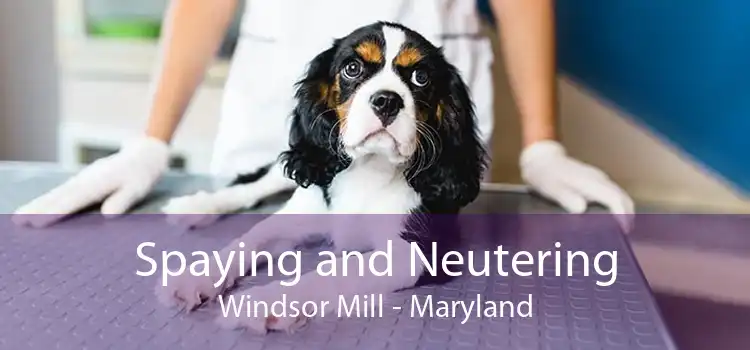 Spaying and Neutering Windsor Mill - Maryland