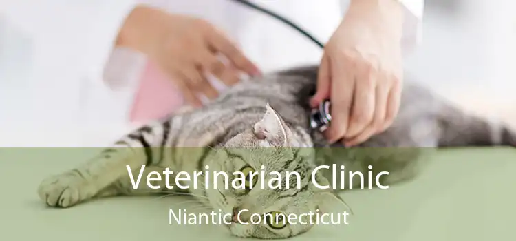 Veterinarian Clinic Niantic Connecticut