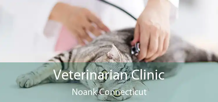 Veterinarian Clinic Noank Connecticut