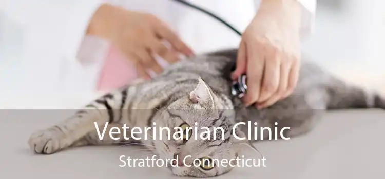 Veterinarian Clinic Stratford Connecticut